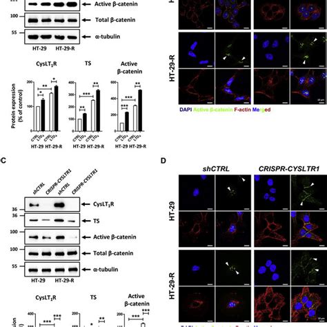 Montelukast Restricts The Motility Of The 5 FU Resistant Colon Cancer