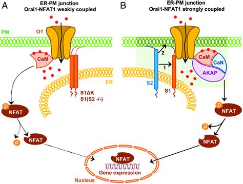 Model Depicting The Role Of STIM2 In Coupling Orai1 Mediated Ca 2