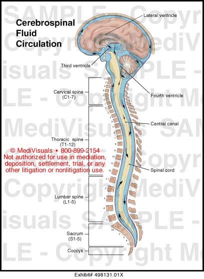 Cerebrospinal Fluid Circulation Medical Illustration Medivisuals