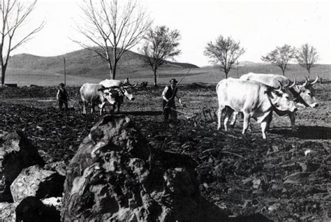 Note Per Una Storia Dei Bovini Del Ceppo Calabrese Della Razza Podolica