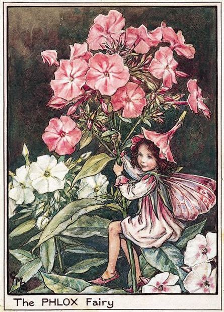 The Phlox Fairy From Flower Fairies Of The Garden By Cicely Mary