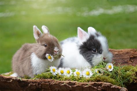 Bunnies Cute Rabbit Flower Chamomile Bunny Daisy Couple Hd