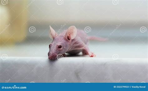 Hairless Laboratory Mouse Stock Image Image Of Cancer 232279933