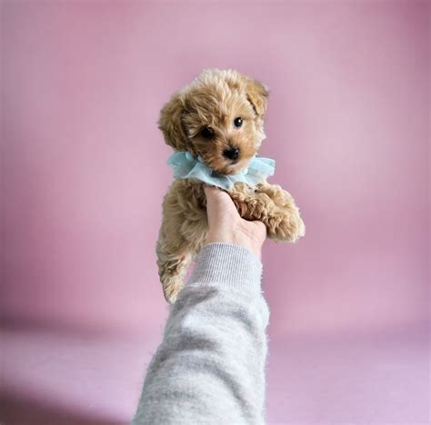 Ch Opiec Maltipoo Pudel Toy Malta Czyk Brzozie Olx Pl