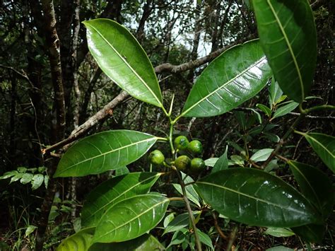 Ficus Moraceae Image At Phytoimages Siu Edu