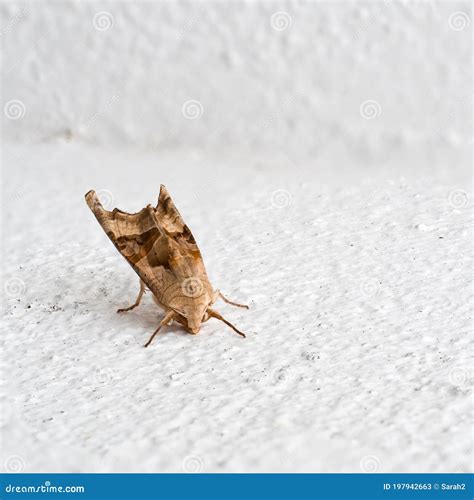 Angle Shades Moth On White Wall Phlogophora Meticulosa Stock Image