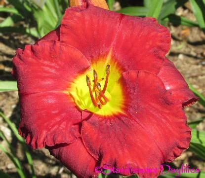 Stardreamer Daylilies Small World Red Hot