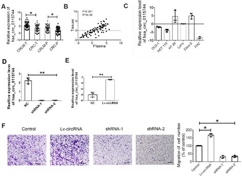 Increased Circ0115744 Promoted Cell Invasion Of Crc A Relative