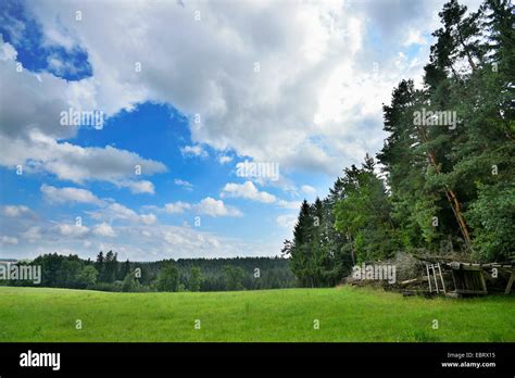 Pinos Silvestres Pino Silvestre Pinus Sylvestris Pradera Y Borde De