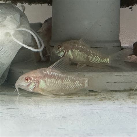 Albino Peppered Cory Corydora Paleatuscurrently Unavailable Discus