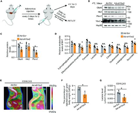 Knockdown Of Ybx2 In BAT Suppresses Glycolysis In Vivo A Adenovirus