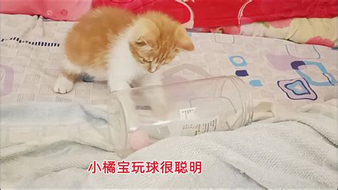 捡来的小橘猫想把球放进桶里，失败数次不气馁，不得不说真聪明 Youtube