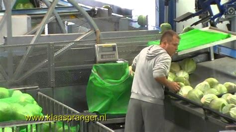 Automatisch Kool Sorteren Met Kisten Kantelaar Weegband Sorteer En