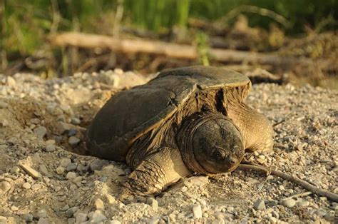 Snapping Turtle Eggs Hatching