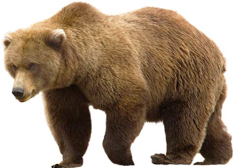 Kodiak Brown Bear Png Images Hd Png Play