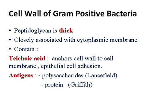 Bacterial Structure Function Genetics Prof Hanan Habib College