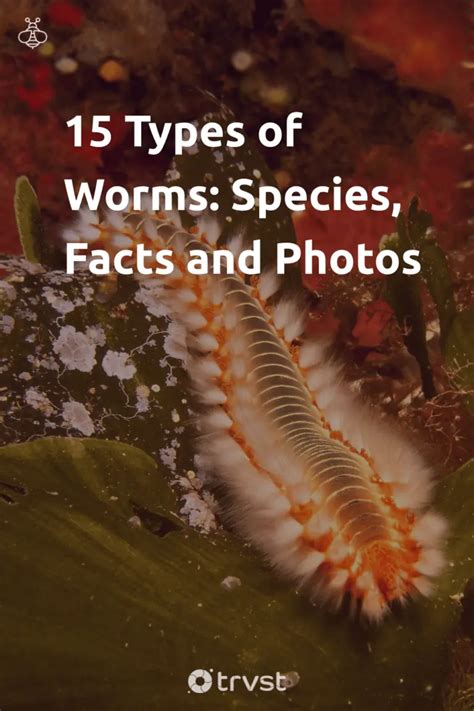 15 Types of Worms: Species, Facts and Photos