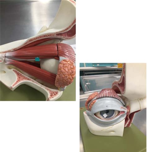 Eye Model Diagram Quizlet