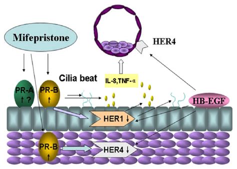 Schematic Illustration Of Hypothetic Roles Of Mifepristone In The