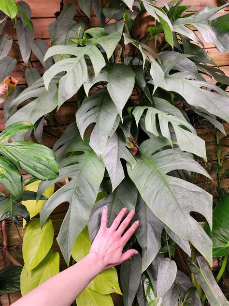 Huge fenestrated Cebu Blue leaves : r/matureplants