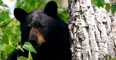 Black Bears Sightings On The Rise In California