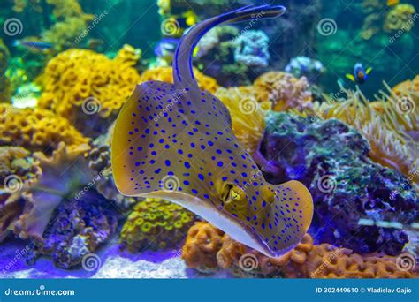 Bluespotted Ribbontail Ray Taeniura Lymma Isolated On A White