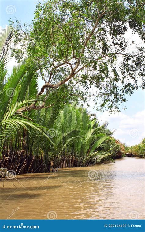 Mangrove Tree And Palm Leaves In Delta Of Mekong River Vietnam Stock