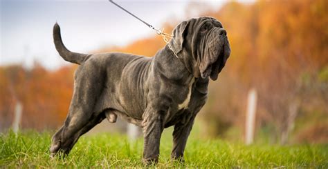 Mastiffs: Giant Dogs, Big Hearts and At Risk for Arthritis