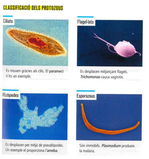 Biologia I Geologia Unitat 6 La Biosfera Ii