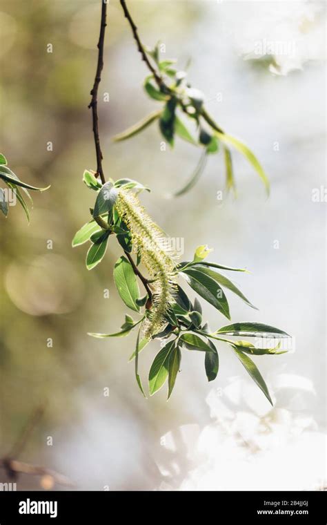 Pussy Willow Close Up Salix Stock Photo Alamy