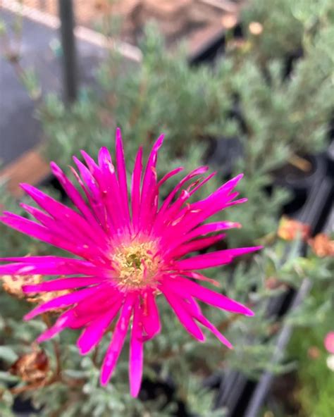 Vibrant Ice Plant Varieties for Your Garden