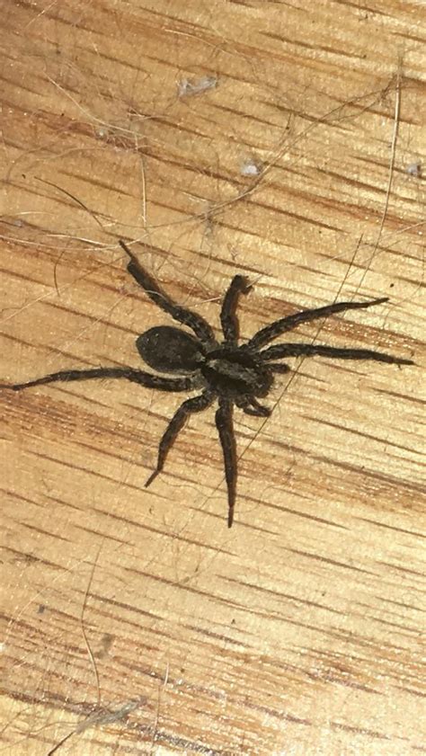 Can Anyone Help Me Identify This Spider Found In Central Arkansas Im