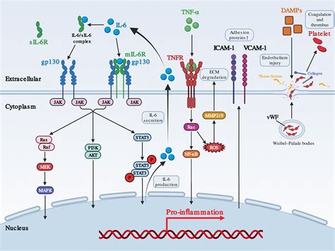 Mechanisms Of Immune Effector Cellassociated Neurotoxicity Syndrome