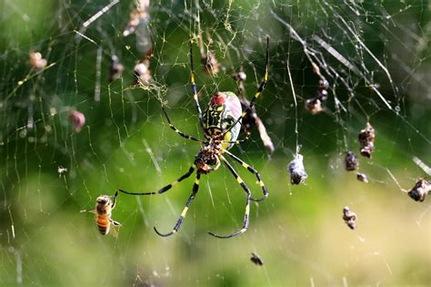 Spider Web Trap - Free photo on Pixabay