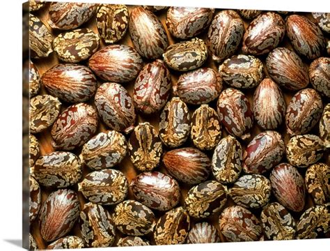 Seeds of the castor oil plant Wall Art, Canvas Prints, Framed Prints ...