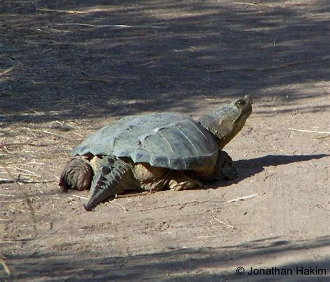 Snapping Turtle Weight Chart Ponasa