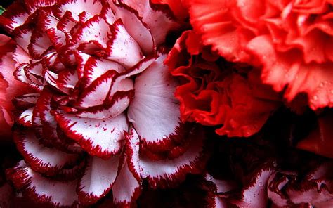 Carnation Flower Flowers Nature HD Wallpaper Peakpx