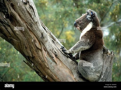 Koala bear in south Australia Stock Photo - Alamy