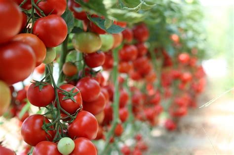 Come Coltivare I Pomodori La Guida Pratica In Pochi Passi