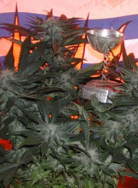 BC God Bud Strain Regular Marijuana Seeds - Vancoast Seeds - Wholesale Marijuana Seeds Store