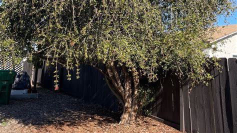 Removing An Overgrown Bottle Brush Tree Youtube