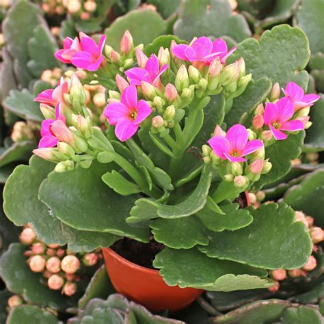 Buy Florist Kalanchoe Pink Plant Online Order Now