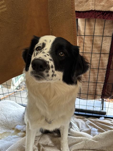 Spokane, WA – Lost Dogs, Cats & Pets – PawBoost Community | Found dog