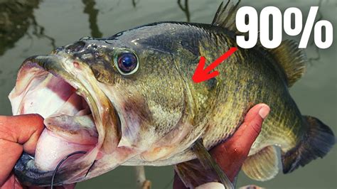 90 Of Bass Fishing In 15 Minutes Bass Manager The Best Bass