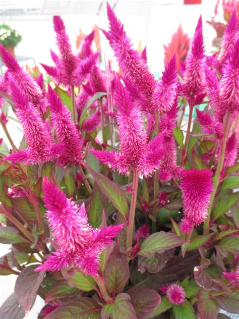 Celosia Kelos Atomic Violet 2016 Rotary Botanical Gardens