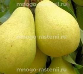 Саженцы Груша колоновидная Декора купить по цене 600 руб. в Москве с ...