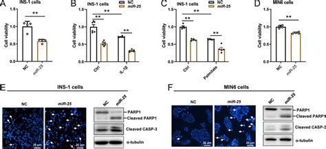 Overexpression Of Mir 25 Synergistically Increases Er Stress Induced