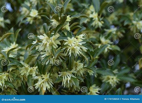 Japanese Star Anise Flowers Stock Photo Image Of Beautiful Star