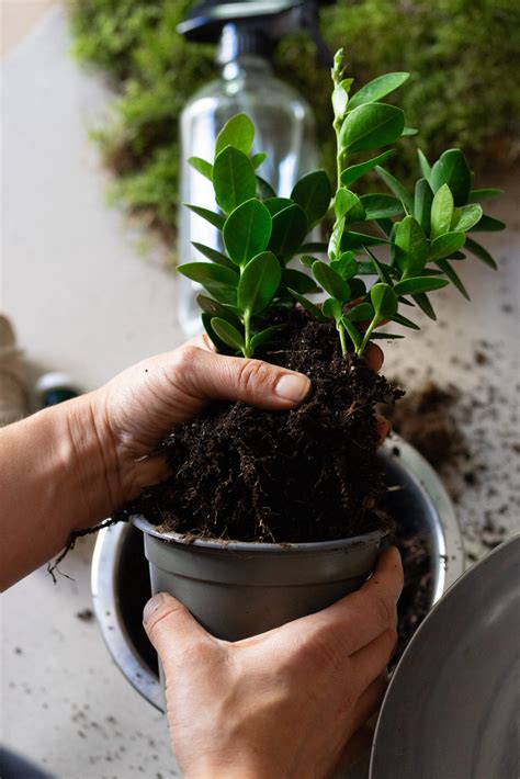 DIY Kokedama So Bastelst Du Den Planthanger Selbst