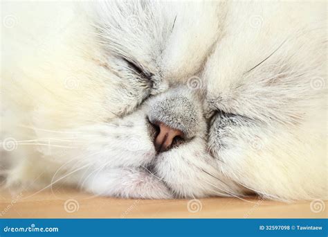 Lazy sleeping persian cat stock photo. Image of cute - 32597098